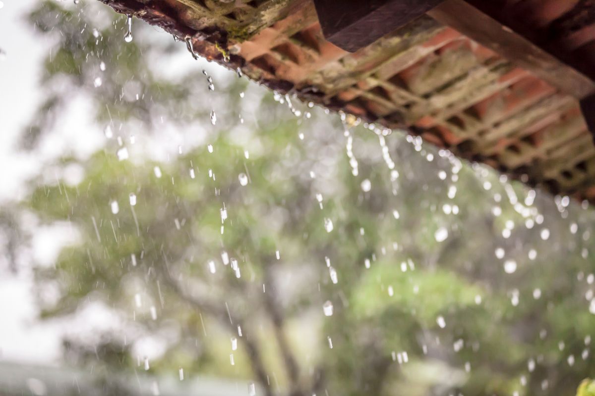 Rain cascades on a roof, with a lush tree standing prominently in the background, creating a serene atmosphere.